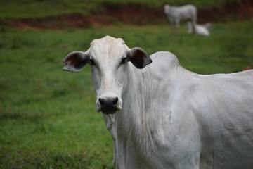 Nelore cattle in the pasture