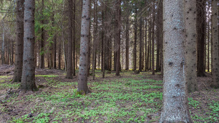 Forest in early spring in the central part of Sweden. selective focus