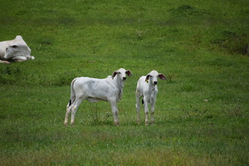 Obraz na płótnie Canvas Nelore cattle in the pasture