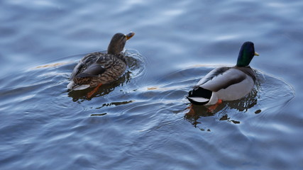 Ducks