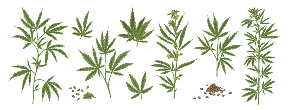 Set of different realistic green hemp with seeds. Collection of cosmetic and medical marijuana plant vector illustration. Cannabis herbal leaves front view isolated on white background.