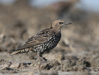 One common starling sits on a ground closr up portrait