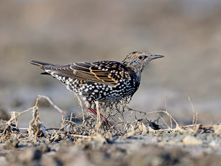One common starling sits on a ground closr up portrait