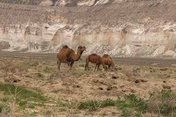 camels in the Ustyurt Plateau. District of Boszhir. The bottom of a dry ocean Tethys. Rocky remnants. Kazakhstan