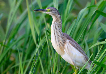 Squacco heron stands on a green lake reed close up photo