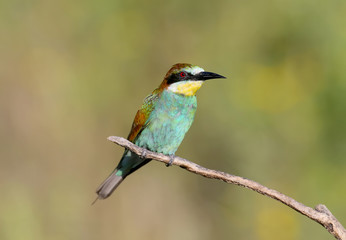 Adult bee-eater sheds before migrating to the south