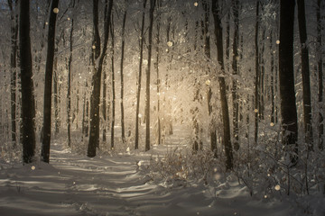sunset light in fantasy winter forest during snowfall