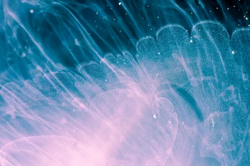 Crédence de cuisine en verre imprimé Photographie macro formation fragile sous-marine colorée, arrière-plan abstrait fantastique, macro photographie liquide