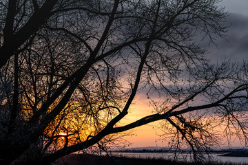  huge poplars against a sunset on the Volga