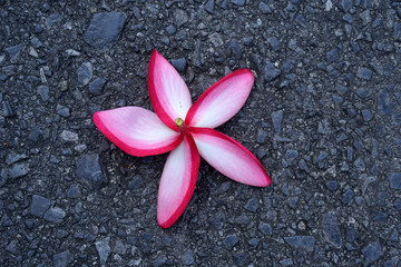 Closeup blooming pink Plumeria flowers on the ground