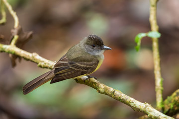 Plain Antvireo - Dysithamnus mentalis, rare perching bird from eastern Andean slopes, Wild Sumaco, Ecuador.