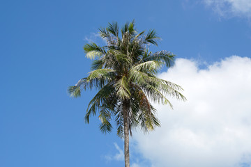 Nature scene of lonely coconut tree with blue sky background at phuket Thailand.- Blue Nature backdrops 