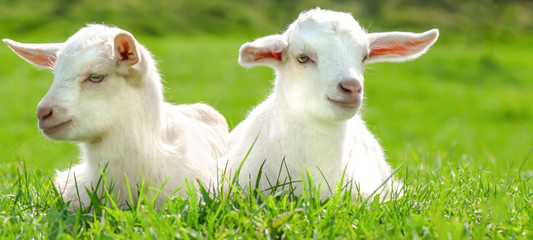  Two cute baby goats are sitting on a green meadow