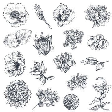 Collection of hand drawn flowers and plants. Monochrome vector illustrations in sketch style