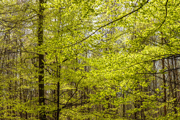 Obraz premium Misty spring beech forest in a nature reserve in southern Sweden. Selective focus