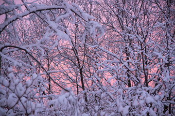 Snow-covered tree branches against the background of pink dawn in the early morning.