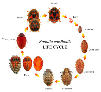 Ladybug (ladybird), Rodolia cardinalis (Coleoptera: Coccinellidae), Vedalia Beetle. Life cycle. Isolated on a white background