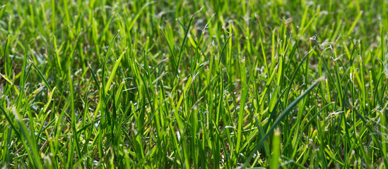 Fototapeta premium Green grass texture background, green lawn, backyard for background, grass texture, closeup, selective focus, ecology