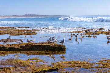Fototapeta na wymiar Silver gull birds resting on a rock in the sea