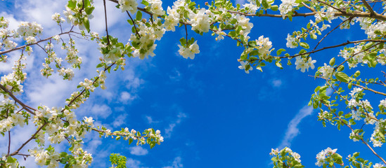 Branches of a flowering plant on a blue sky background. Beautiful floral nature spring abstract background. Banner for wedding, easter and spring cards with copy space.