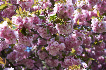 Cherry blossoms in full bloom