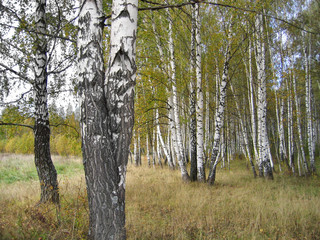 Obraz premium Autumn landscape with beautiful birch