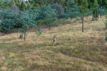 Australian wild Kangaroo in the grass with eucalyptus trees on background