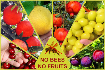 Harvesting. Agriculture production. Fruits and warning sign "No bees - No fruits". The death of bees leads to decrease pollination of fruit trees and loss of a crop