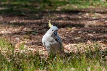 White and yellow cockatoo parrot bird feeding on seeds on the ground