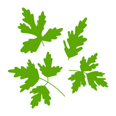 Parsley twigs and leaves vector set isolated on a white background.