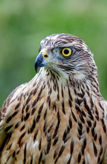 Wild goshawk