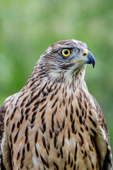 Wild goshawk