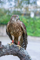 Wild goshawk