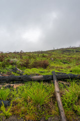 Dead burnt tree logs with new lush green grass