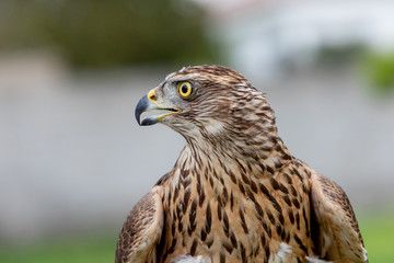 Wild goshawk