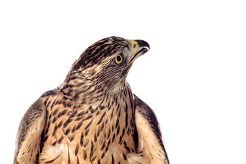 A goshawk, beautiful bird