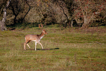 Obraz na płótnie Canvas Fallow deer in the autumn in the dune area near Amsterdam in the Netherlands