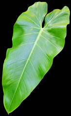 green leaf of philodendron on black background © Unclesam