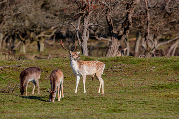 Naklejka na ściany i meble Fallow deer in the autumn in the dune area near Amsterdam in the Netherlands