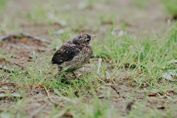 Fototapeta premium little cuckoo chick in the forest in nature