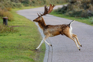 Fallow deer in the autumn in the dune area near Amsterdam in the Netherlands