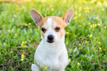 Funny white Chihuahua with big ears