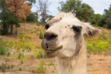 Lama in nature