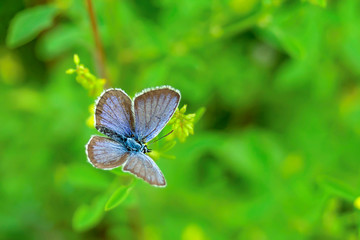 Butterfly dove Lycaenidae