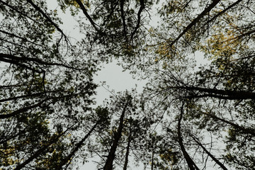Pine trees crowns on the background of sky