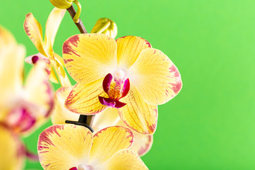 Fototapeta na wymiar Most commonly grown house plants. Close up of orchid flower yellow bloom over green background. Phalaenopsis orchid. Botany concept with copy space.