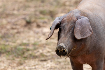 Iberian pigs grazing
