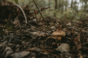 Mushrooms on the moss in forest