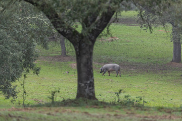Naklejka premium Iberian pigs grazing