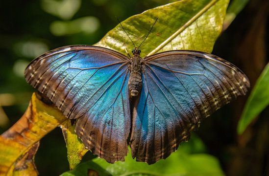 Blauer Morphofalter
